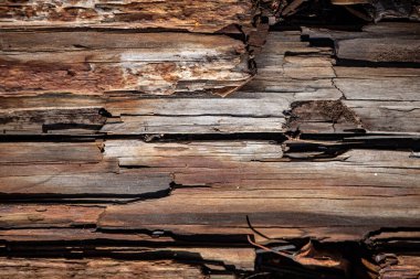 gray old wood background, texture
