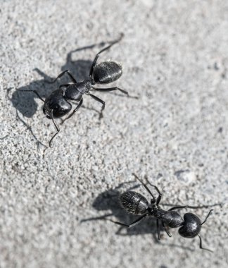 İki siyah karınca gri bir yüzeyde. Dinginlik ve sessizlik kavramı
