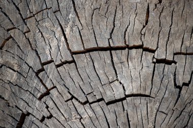 Görüntü, birçok çatlak ve oyuğu olan bir ağaç gövdesine ait. Tahtanın dokusu pürüzlü ve pürüzlü, eskimiş ve eski bir tahta parçası izlenimi veriyor.