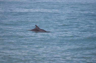 Dolphins swim in the sea.