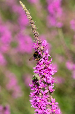A bumblebee feeding on vibrant pink flowers in a sunny garden during early summer