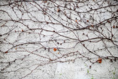Background stone wall covered with green plants