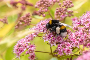 Pembe bir çiçeğin üzerinde bir arı oturuyor. Çiçek diğer pembe çiçeklerle çevrilidir. Arı siyah ve sarıdır