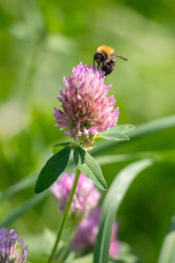A bee is hovering over a pink flower. The flower is surrounded by green leaves. The bee is the main focus of the image, and the pink flower and green leaves provide a contrast to the bee's black