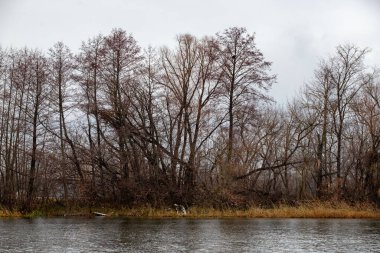 Çıplak ve kahverengi ağaçlarla kaplı bir orman. Gökyüzü bulutlu ve su sakin.