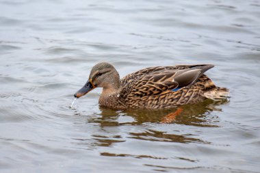 A duck is swimming in a body of water. The duck is eating something. The water is calm and clear