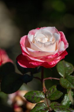 Kırmızı merkezli ve beyaz yapraklı bir gül. Çiçek tamamen çiçeklenmiştir ve yeşil yapraklarla çevrilidir. Güzellik ve doğal zarafet kavramı