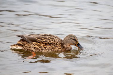 Bir ördek su içinde yüzüyor. Ördek kahverengi ve siyah gagası var.