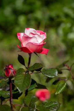 Resmin odak noktası pembe ve beyaz yapraklı tek bir gül. Gül yeşil yapraklarla çevrilidir, bu da sahneye renk ve kontrastı ekler.