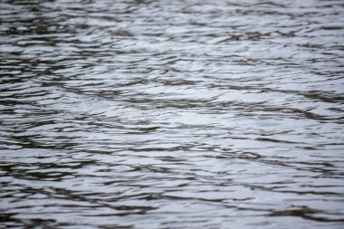 Su sakin ve hareketsiz, yüzeyde dalgalanmalar oluşuyor. Görüntü huzurlu ve huzurlu bir ruh haline sahip, sanki doğadaki sessiz bir anın bir görüntüsü gibi.
