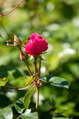 A red rose is the main focus of the image, with its stem and leaves surrounding it. The rose is the center of attention and the rest of the image is focused on it. Concept of beauty and elegance