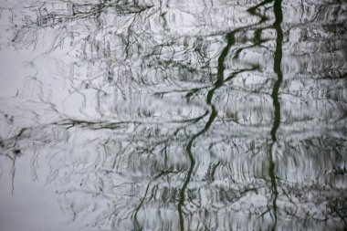 Bir su kütlesindeki ağaçların yansıması. Su sakin ve ağaçlar uzun.