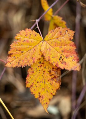 A leaf with brown spots is on a branch. The leaf is yellow and has brown spots