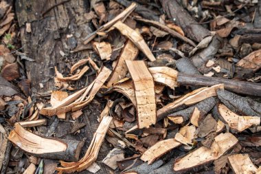 Yerde bir yığın odun ve dal var. Yığın küçük parçalara ayrılmış ahşaptan yapılmıştır. Odun parçaları ve dallar yığının etrafına saçılmış, bu da dağınıklık yaratıyor.