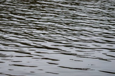Su sakin ve hareketsiz, yüzeyde dalgalanmalar oluşuyor. Görüntü huzurlu ve huzurlu bir ruh haline sahip, sanki doğadaki sessiz bir anın yansıması gibi.