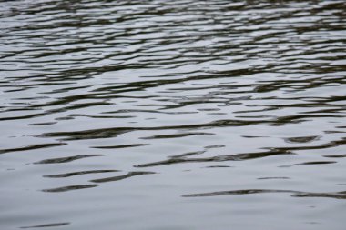 Su durgun ve hareketsiz, zar zor görülebilen dalgalanmalar var. Görüntü huzurlu ve huzurlu bir ruh haline sahip, sanki doğadaki sessiz bir anın bir görüntüsü gibi.