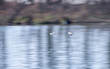 İki kuş bir su kütlesinin üzerinde uçuyor. Su sakin ve gökyüzü bulutlu. Kuşlar siyah ve beyaz.