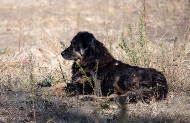 Siyah bir köpek çimlerin üzerinde yatıyor. Köpek yan yatar ve rahatlar.