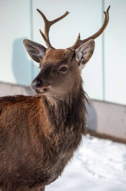 Karda boynuzlu bir geyik duruyor. Geyik doğrudan kameraya bakıyor.