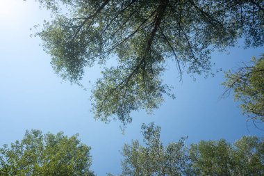 Trees against the sky. Green leaves against the blue sky.