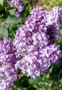 Blooming lilac trees close up, spring.