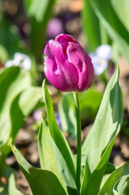 Tulips in the garden in nature in spring.