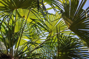 Yeşil palmiye yaprakları gökyüzüne karşı.