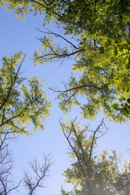 Trees against the sky. Green leaves against the blue sky.