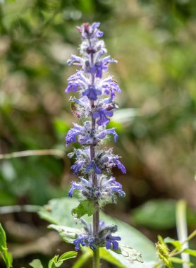 Bright green spring blooming nature of flowers and trees.