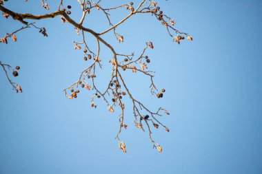 Yaprakları ve meyveleri sarkan bir ağaç dalı. Gökyüzü mavi ve berrak