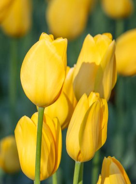 Field of colorful tulips, many red flowers. Field of spring flowers. Tulip field Red tulips, yellow tulips, pink flowers.