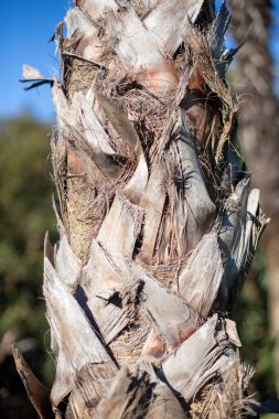 Palm tree trunk in nature