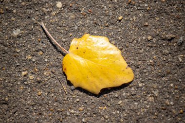 A leaf is laying on the ground, and it is yellow. The leaf is on a concrete surface