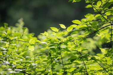 Bright green spring blooming nature of flowers and trees.