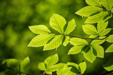Green tree leaves on a blurred nature background.