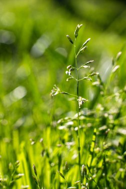Green grass blurred grass background.