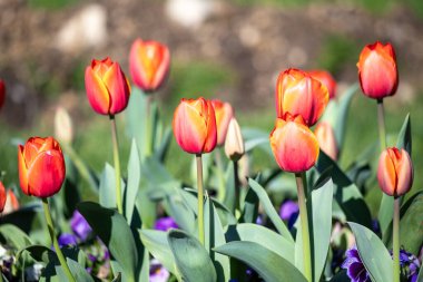 Field of colorful tulips, many red flowers. Field of spring flowers. Tulip field Red tulips, yellow tulips, pink flowers.