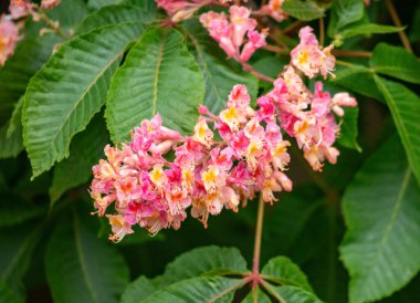 Bright blooming fruit trees in spring nature.