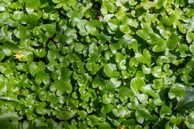 Bright green spring blooming nature of flowers and trees.