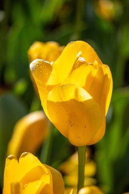 Field of colorful tulips, many red flowers. Field of spring flowers. Tulip field Red tulips, yellow tulips, pink flowers.
