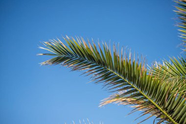 Yeşil palmiye yaprakları mavi gökyüzü.