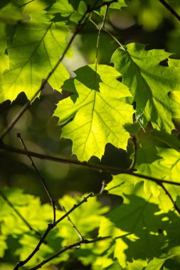 Green tree leaves on a blurred nature background.