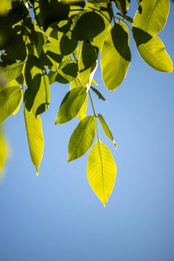 Green tree leaves on a blurred nature background.