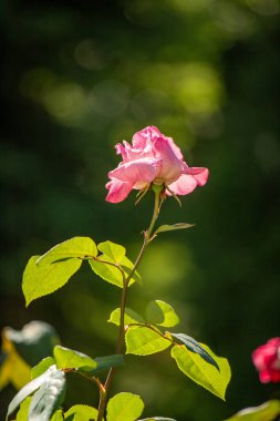 Rose flowers growing outdoors in nature