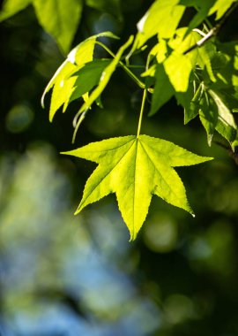 Green tree leaves on a blurred nature background.