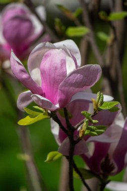 Magnolia flowers growing outdoors in nature.