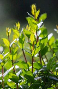 Green tree leaves on a blurred nature background.
