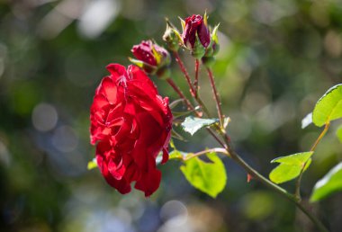 Rose flowers growing outdoors in nature