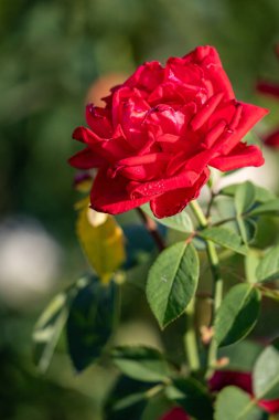 Rose flowers growing in nature close-up.