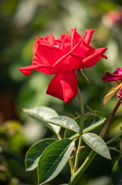 Rose flowers growing in nature close-up.